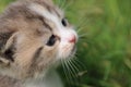 Cat play in grass Royalty Free Stock Photo