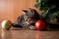 Cat play with holiday balls Royalty Free Stock Photo