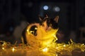 Cat play lamp in dark night, very beautiful yellow light Royalty Free Stock Photo