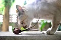 Cat play with seed of Gurjan tree Royalty Free Stock Photo