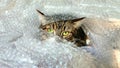 The cat is played in bubble wrap Royalty Free Stock Photo
