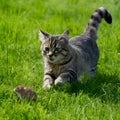 Cat playfully chases a mouse through the lush grass