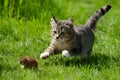 Cat playfully chases a mouse through the lush grass