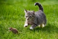 Cat playfully chases a mouse through the lush grass