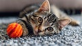 A cat playing with a ball on the floor of an apartment, AI Royalty Free Stock Photo