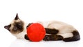 Cat playing with a ball. on white background Royalty Free Stock Photo