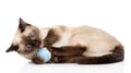 Cat playing with a ball. on white background Royalty Free Stock Photo