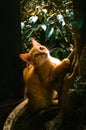 Cat playing on a bonsai tree Royalty Free Stock Photo