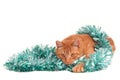 Cat is playing with Christmas decorations Royalty Free Stock Photo