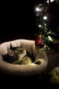 Cat Playing with Christmas Tree Ornament Royalty Free Stock Photo