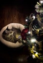 Cat Playing with Christmas Tree Ornament Royalty Free Stock Photo