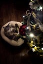 Cat Playing with Christmas Tree Ornament Royalty Free Stock Photo