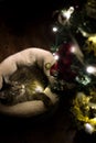 Cat Playing with Christmas Tree Ornament Royalty Free Stock Photo