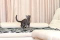 A cat is playing on the couch.Young thoroughbred pedigreed cat. Breed Russian Blue