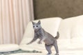 A cat is playing on the couch.Young thoroughbred pedigreed cat. Breed Russian Blue