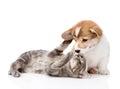 Cat playing with a dog. Isolated on white background Royalty Free Stock Photo