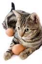 Cat playing with egg Royalty Free Stock Photo