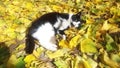 A cat playing in fallen yellow leaves Royalty Free Stock Photo