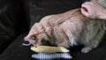 Cat owner plays with cat on cozy home rug medium shot zoom selective focus