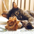 Cat playing with flower