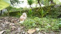 cat playing in the garden - Beautiful Red Cat with Yellow Eyes