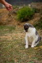 A cat is playing in the garden Royalty Free Stock Photo