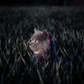 Cat in the grass Royalty Free Stock Photo