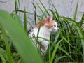 Cat playing in the grass