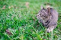 Cat playing on the grass.The cat faces to the left. There is space for entering text. petite little kitten playing on the grass.