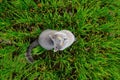 Cat in the grass Royalty Free Stock Photo