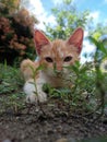 cat playing on the grass in the morning Royalty Free Stock Photo