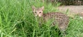 cat playing in the grass Royalty Free Stock Photo