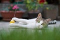 Cat playing on the ground