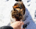 Cat playing with hand in the winter