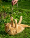 Cat playing with a human Royalty Free Stock Photo