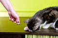 Cat playing with laser pointer Royalty Free Stock Photo