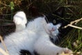 Cat playing in the meadow Royalty Free Stock Photo