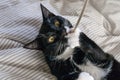 Cat playing with a metal rod in his mouth on a striped background Royalty Free Stock Photo