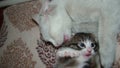 Cat playing. Mom and animal baby. Mom white cat licks its black kitten Motherhood. Cats. Cat inside, Home, House. Birth of new li