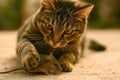 A cat is playing with a mouse Royalty Free Stock Photo