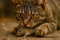 A cat is playing with a mouse Royalty Free Stock Photo