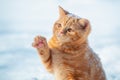 Little ginger kitten with a paw in the air play with snow