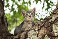 cat playing on tree Royalty Free Stock Photo