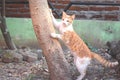 Cat playing tree climbing