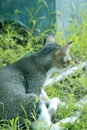 the cat is playing in the yard on the grass Royalty Free Stock Photo