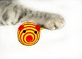 Cat playing with yellow -red toy mouse Royalty Free Stock Photo