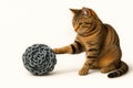 The cat plays with a ball of metal chain. Space for text. Royalty Free Stock Photo