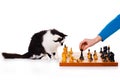 Cat plays chess Royalty Free Stock Photo