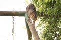 The cat plays on a children`s swing, on a wooden frame, scratches Royalty Free Stock Photo