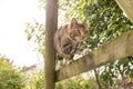 The cat plays on a children`s swing, on a wooden frame, scratches Royalty Free Stock Photo